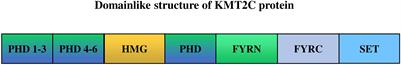 The modification role and tumor association with a methyltransferase: KMT2C